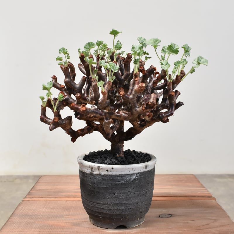 ペラルゴニウム ミラビレ 【発根済み】HK2400024(T) | RAFLUM