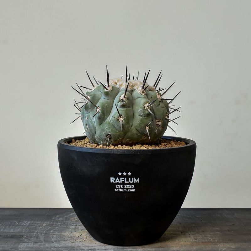 大きめコピアポアシネレア 国王丸 Copiapoa cinerea コピアポア