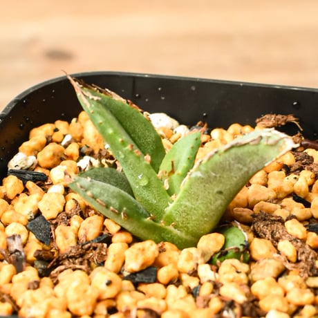 アガベチタノタ麻花龍 | STORES