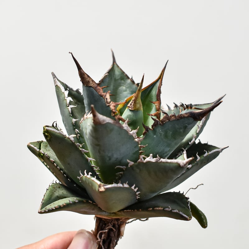 アガベ チタノタ 