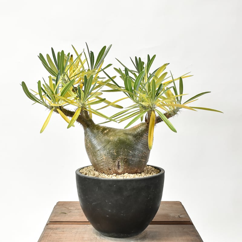 パキポディウム グラキリス 