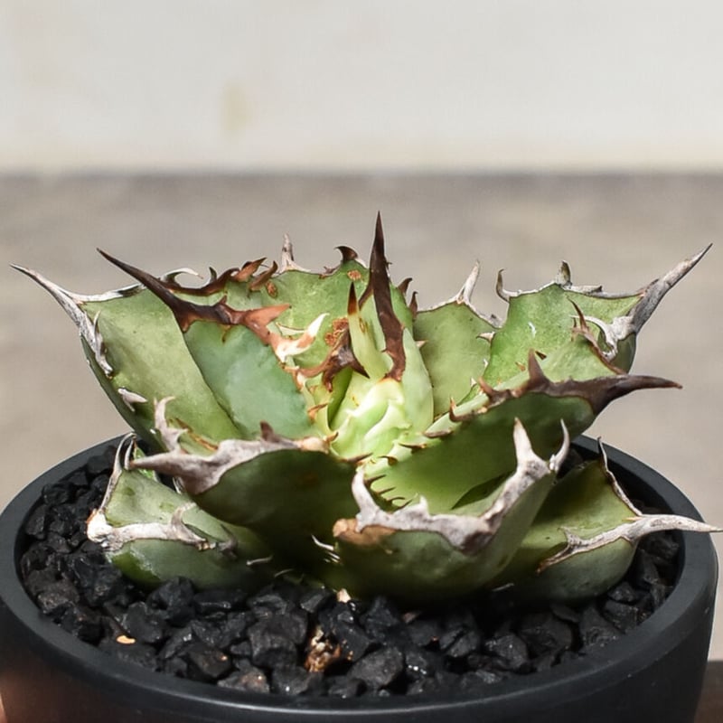 アガベ チタノタ フェニックス 