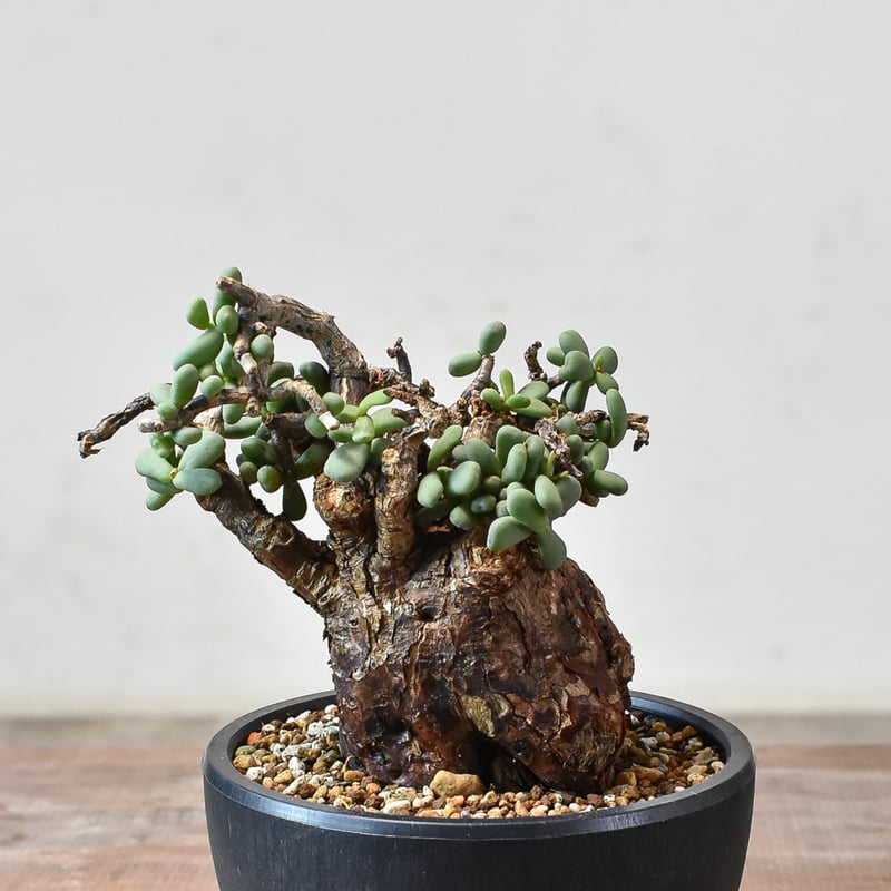 ケラリア ピグマエア 【発根済】R | RAFLUM / ラフラム｜東京、大阪の