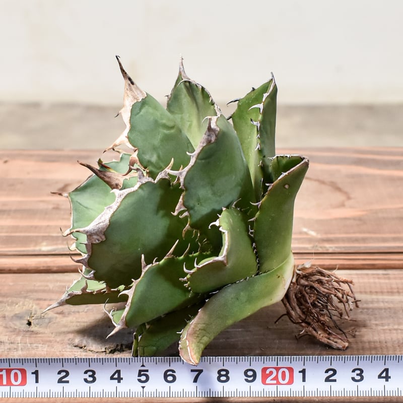 アガベ チタノタ 