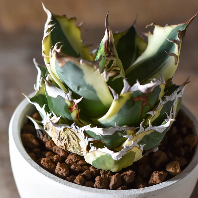 アガベ チタノタ スナグルトゥース【超大人気スナグル！当店在庫ラスト