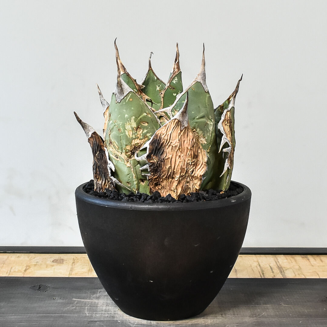 アガベ オアハカ 