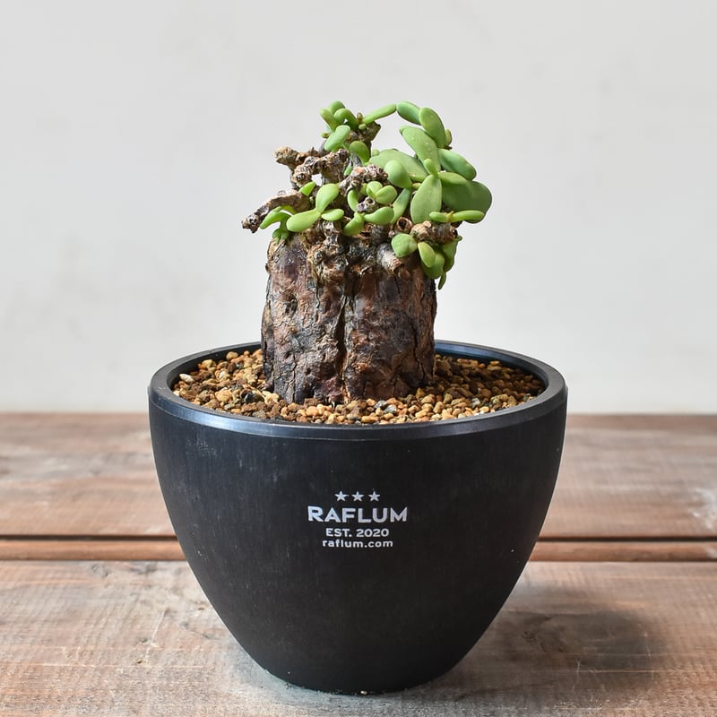 ケラリア ピグマエア 【発根済】L GM2402441(T) | RAFLUM / ラフラム｜