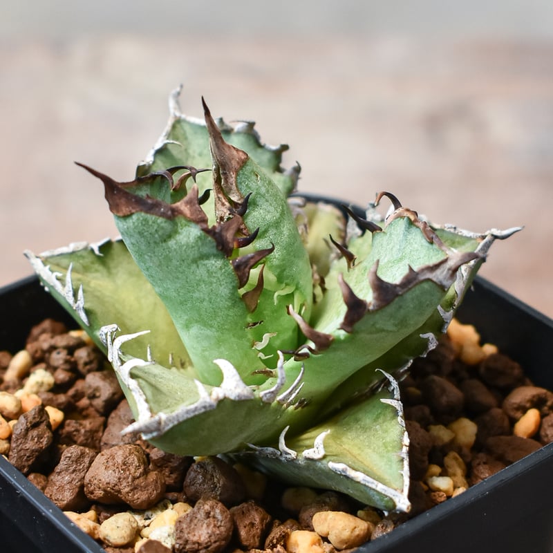 アガベ チタノタ 