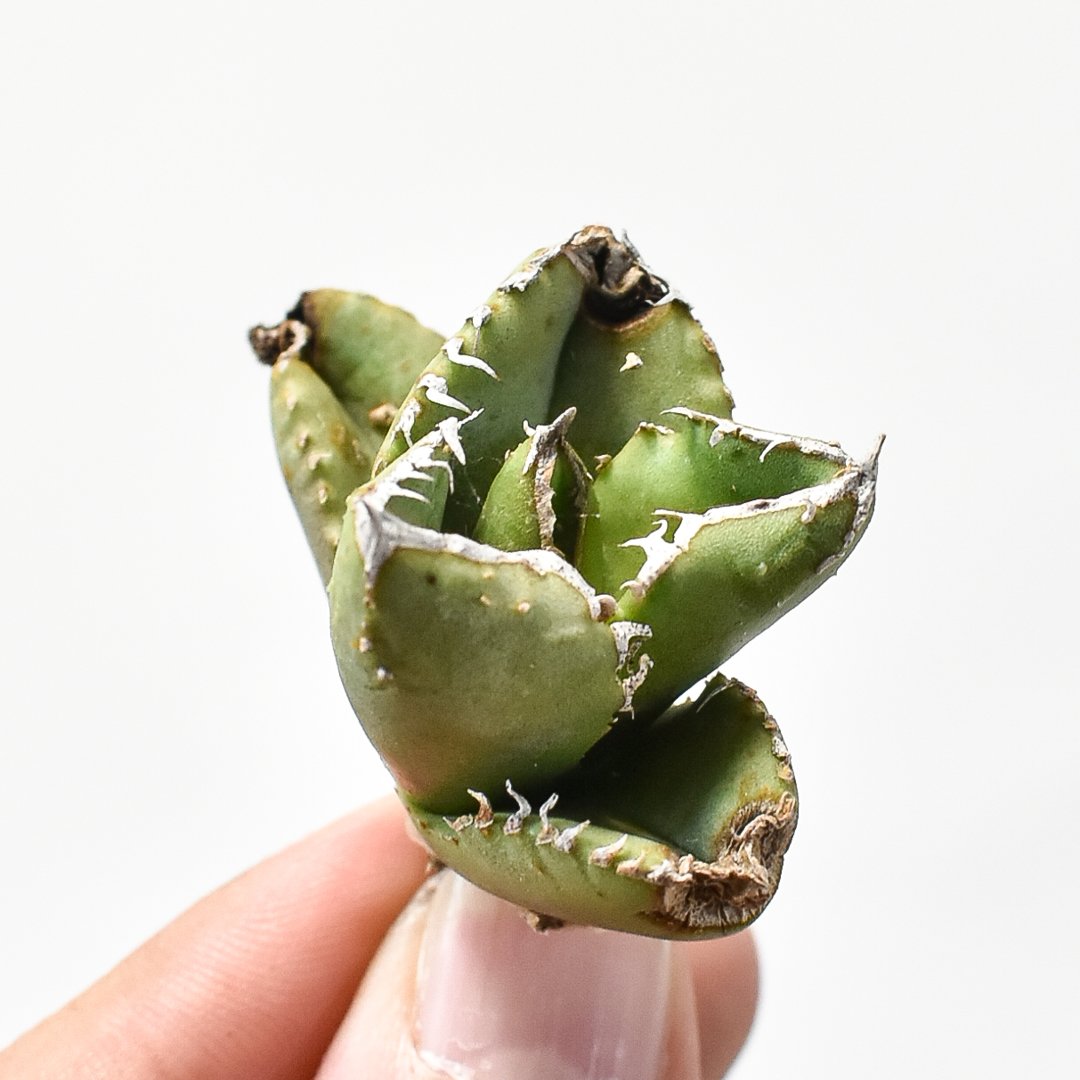 アガベ チタノタ 麻花龍 【台湾 berlin産/子株/抜き苗】C BE2402602(T)