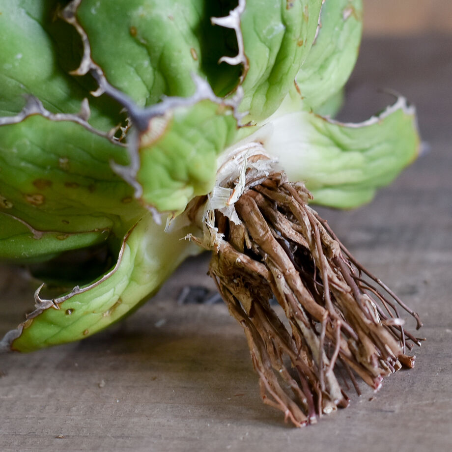 アガベ ホリダ（抜き苗）【早い者勝ち！輸入したばかりのスペシャル株