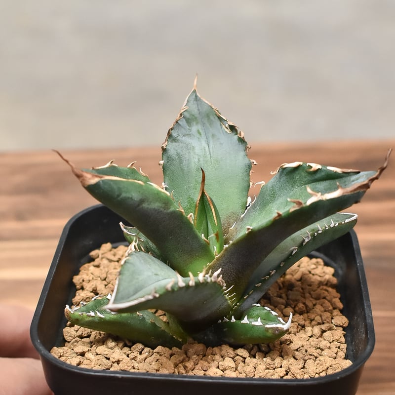 アガベ チタノタ ホワイトファイヤー 