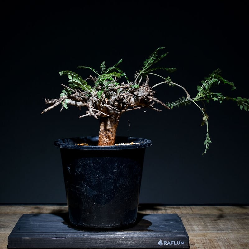 ボスウェリア ネグレクタ（発根済み）RF22427 | RAFLUM / ラフラム