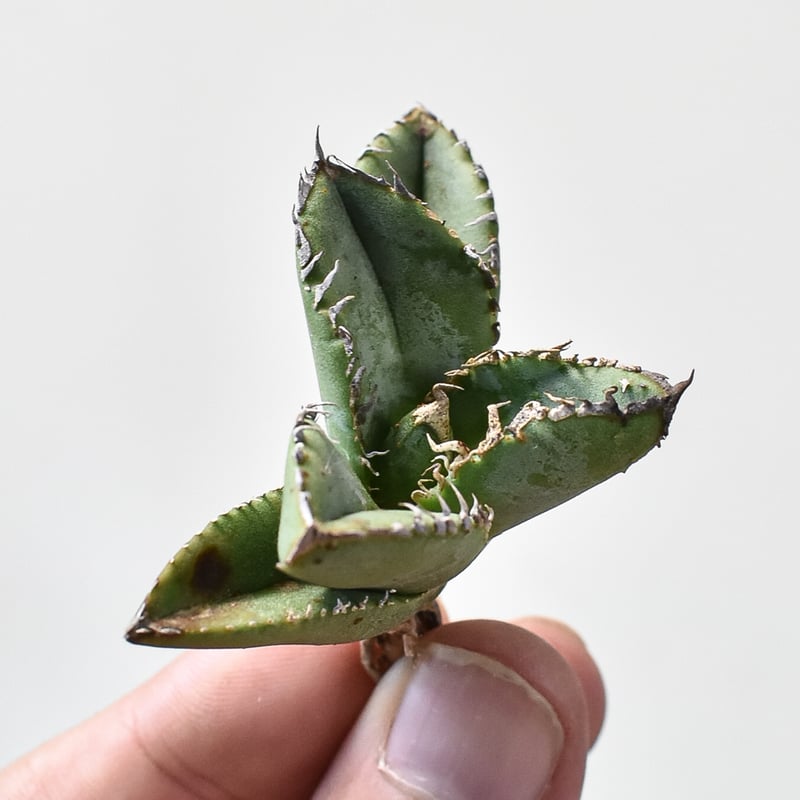 RAFLUM特選】アガベ チタノタ 麻花龍 【台湾 berlin産/子株/抜き苗】B