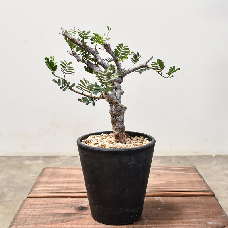 センナ メリディオナリス 【発根済み】GM2400668 (T) | RAFLUM / ラフ