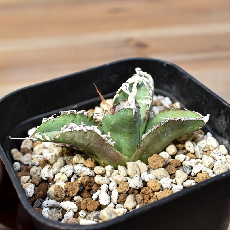 アガベ チタノタ ゴジラ 