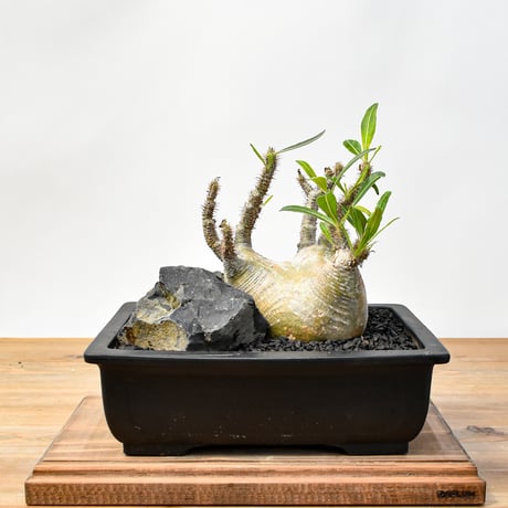 CATEGORY グラキリス | RAFLUM / ラフラム｜東京、大阪の塊根植物