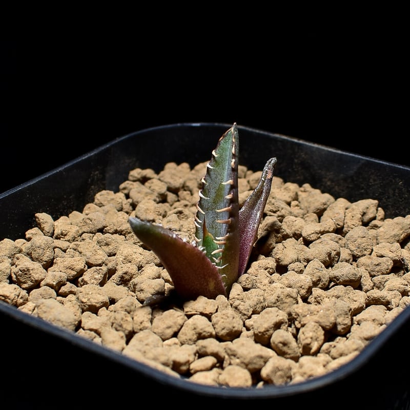 アガベ チタノタ 