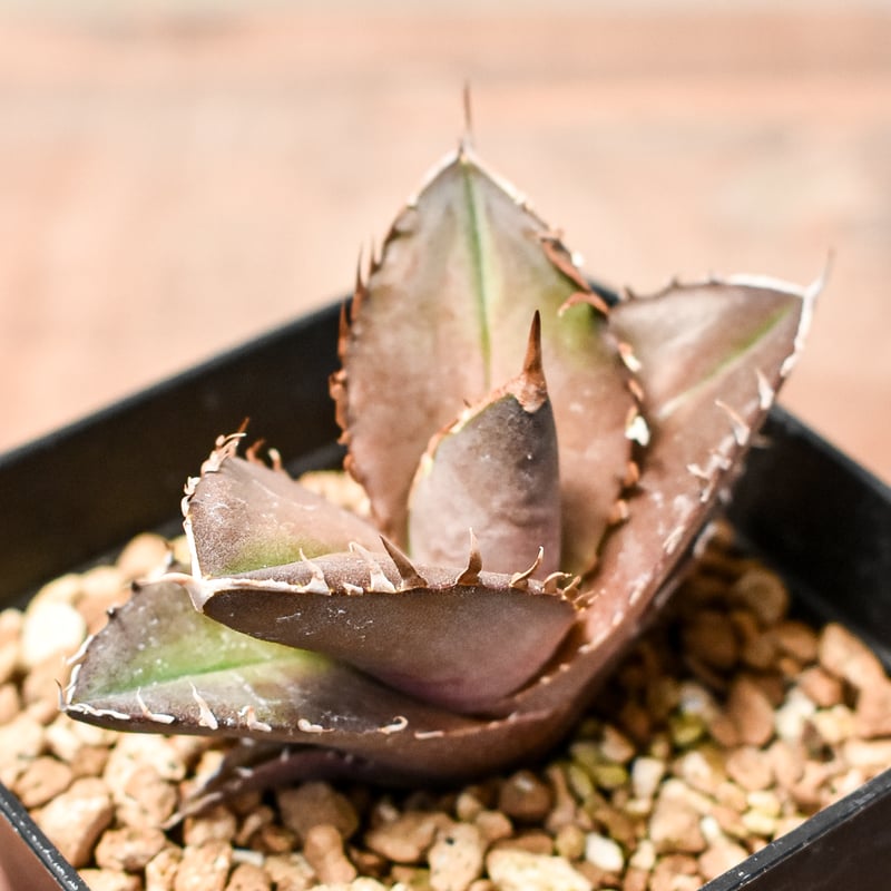 アガベ チタノタ 