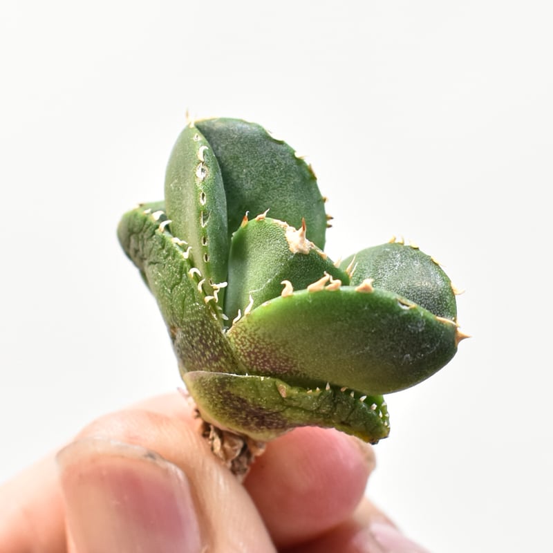 アガベ チタノタ 