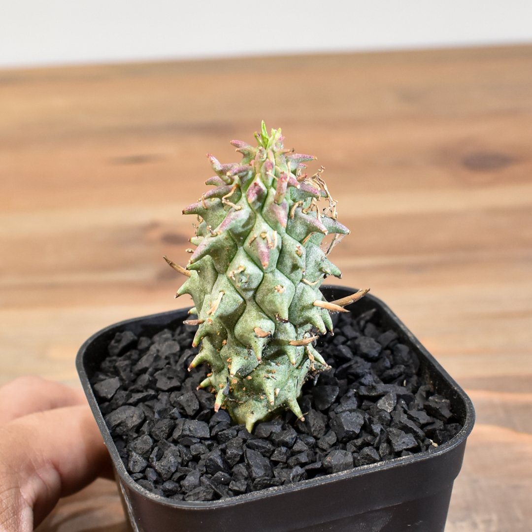 ユーフォルビア スコエンランディ 