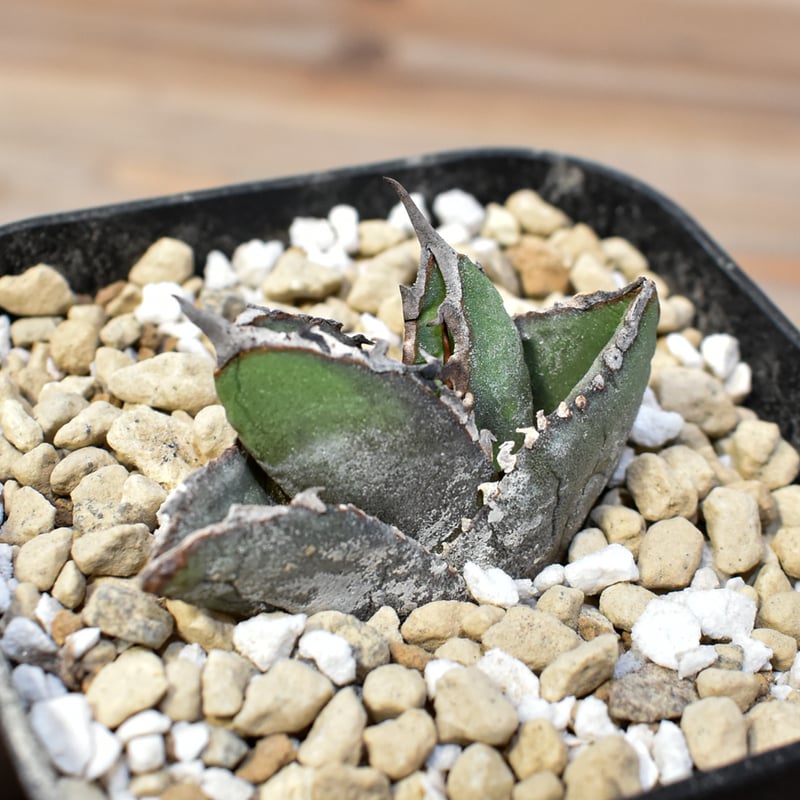 アガベ チタノタ 