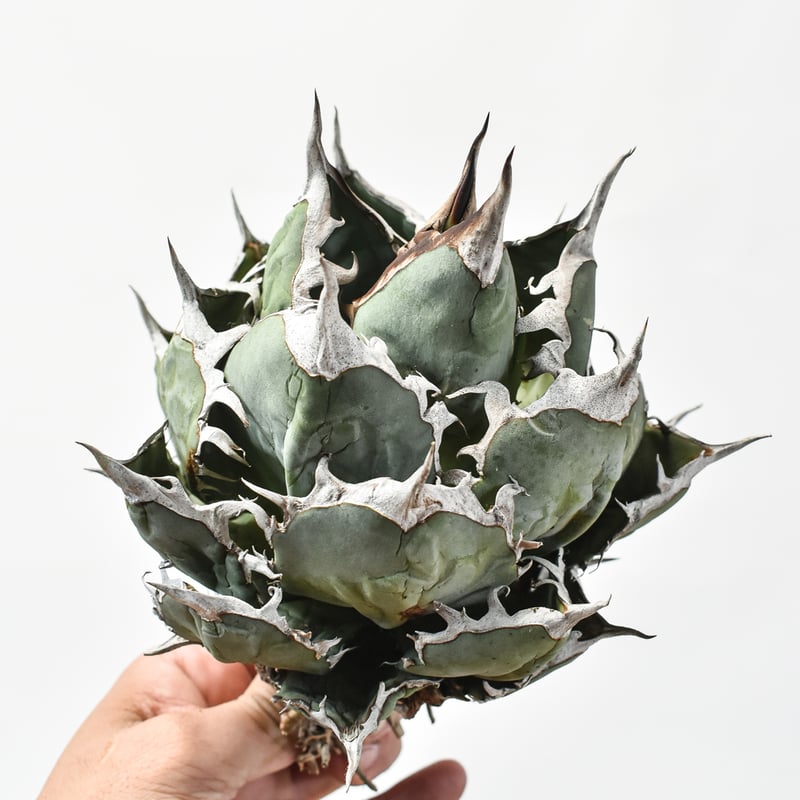 国内実生最高峰】アガベ オテロイ 