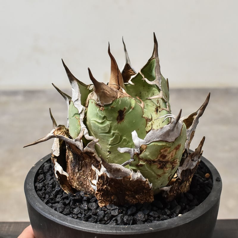 アガベ オアハカ 