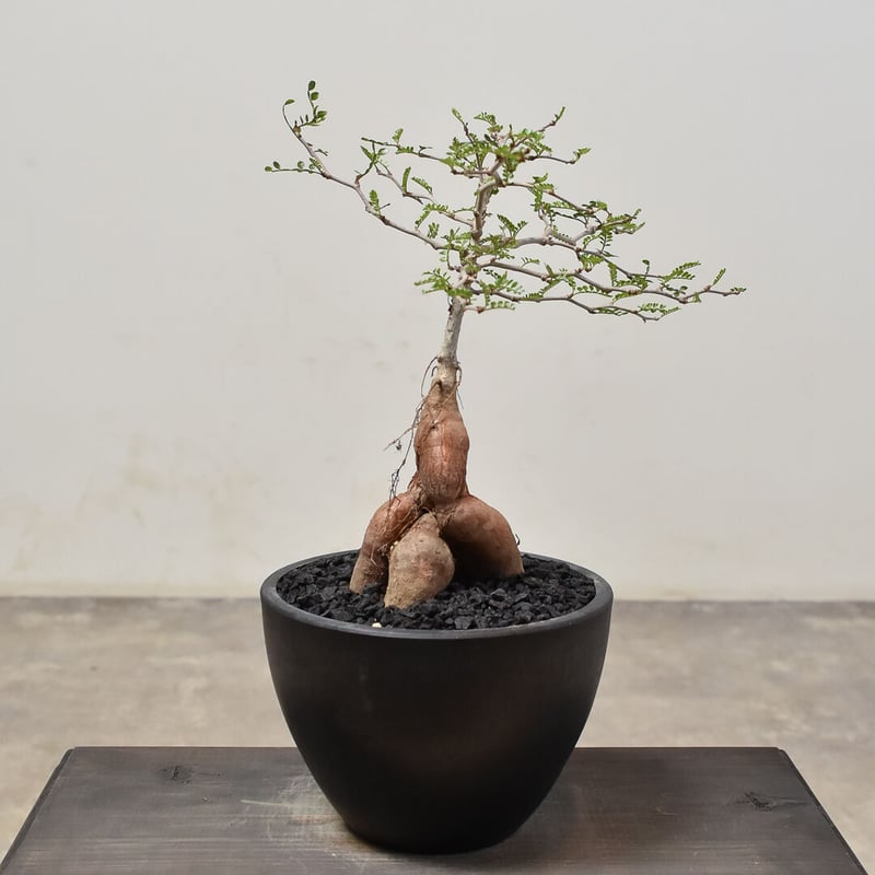 オペルクリカリア パキプス （実生）RF231526(T) | RAFLUM / ラフラム｜