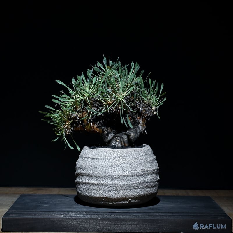 オトンナ ユーフォルビオイデス 