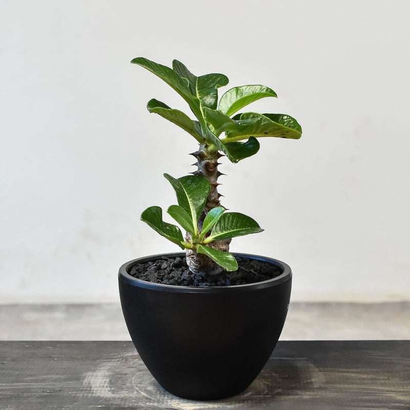 パキポディウム ウィンゾリー （実生）RF231721(T) | RAFLUM