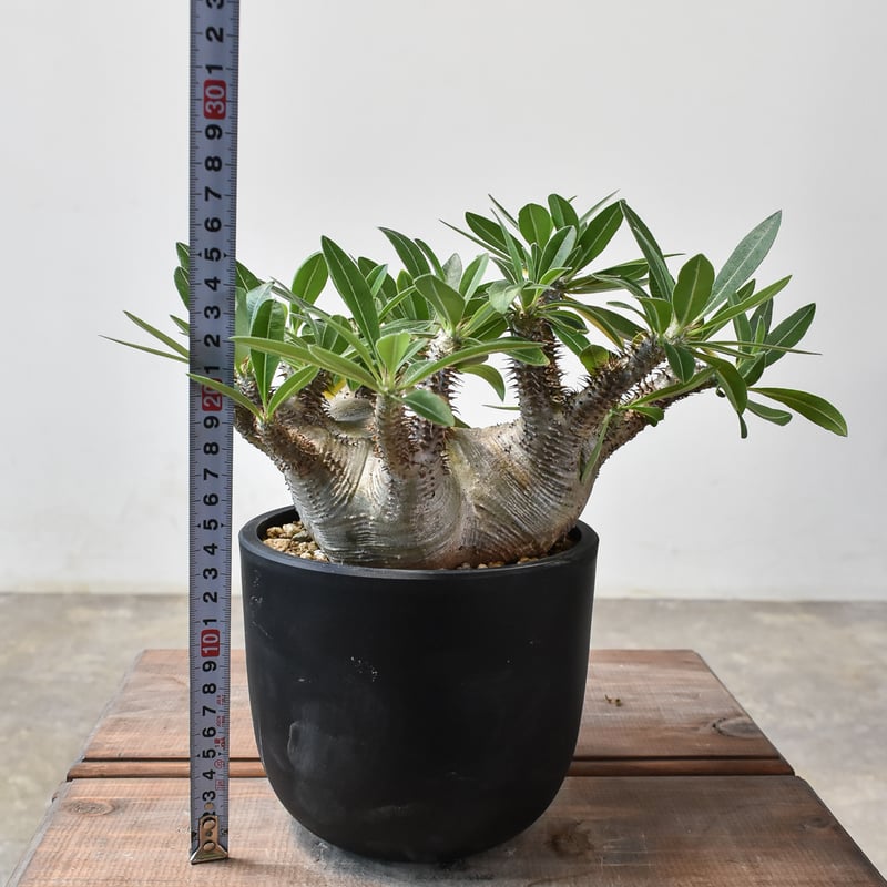 パキポディウム マカイエンセ 【現地球/発根済み】HK2409028(T