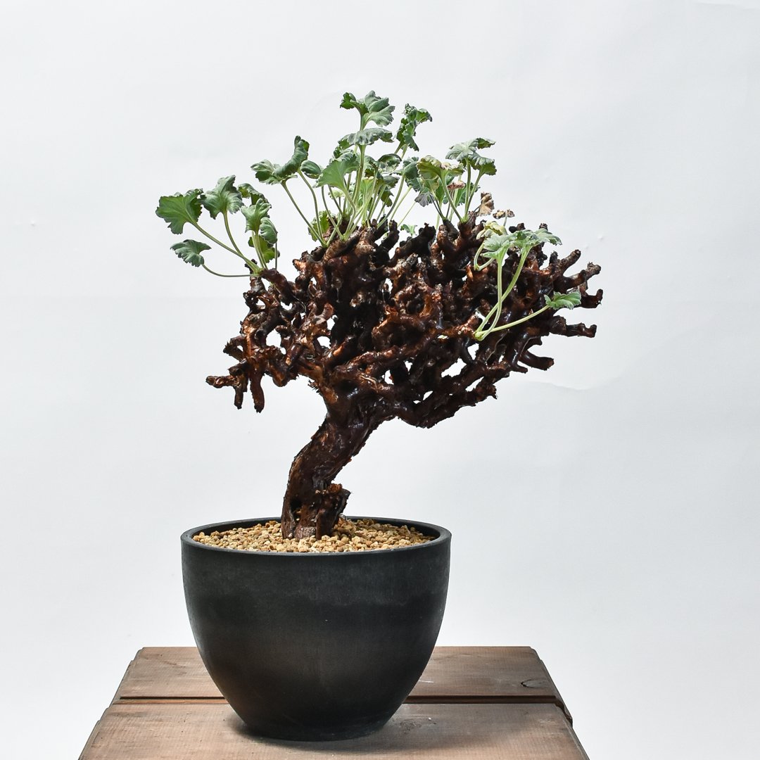 ペラルゴニウム ミラビレ 大株【発根済み】HK2402634(T) | RAFLUM