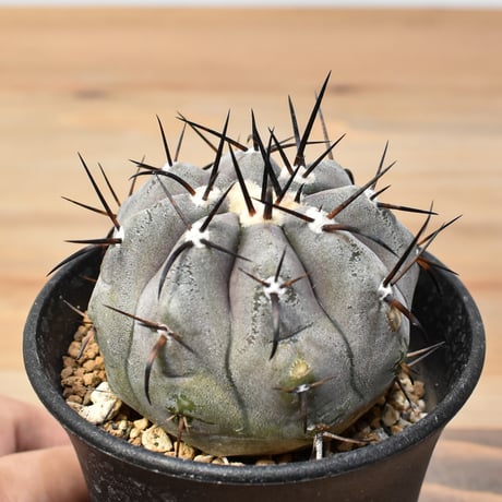copiapoa 黒王丸 実生 一巡 自家実生からの実生、純国産🫶 黒王丸