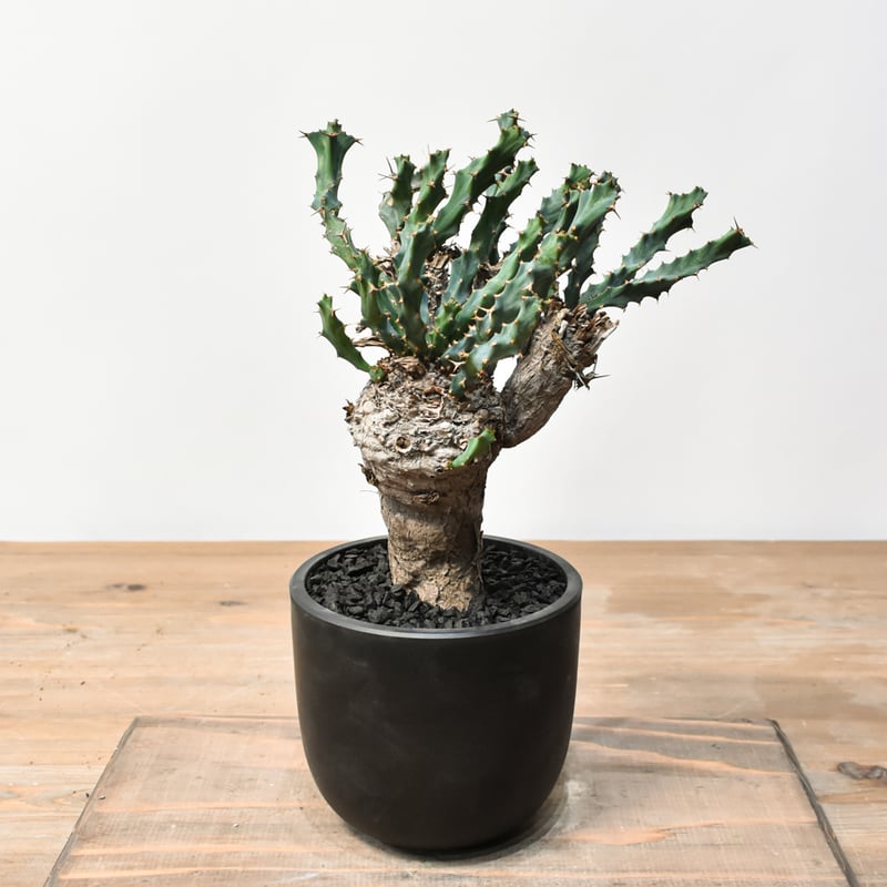 ユーフォルビア クラビゲラ 