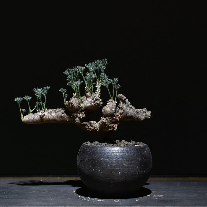 サルコカウロン ムルチフィズム 