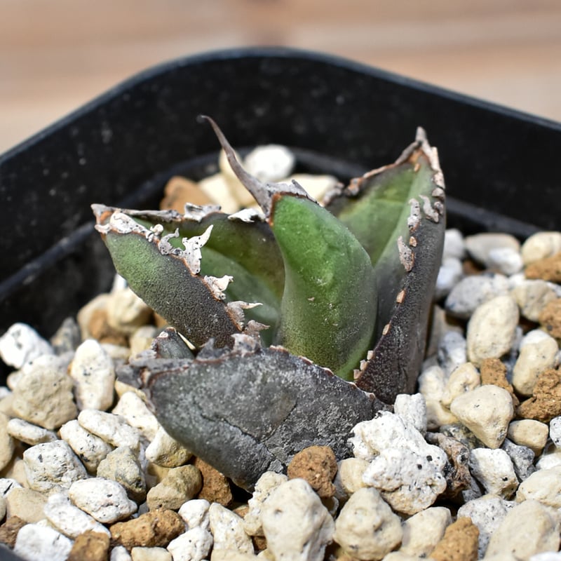 アガベ チタノタ 