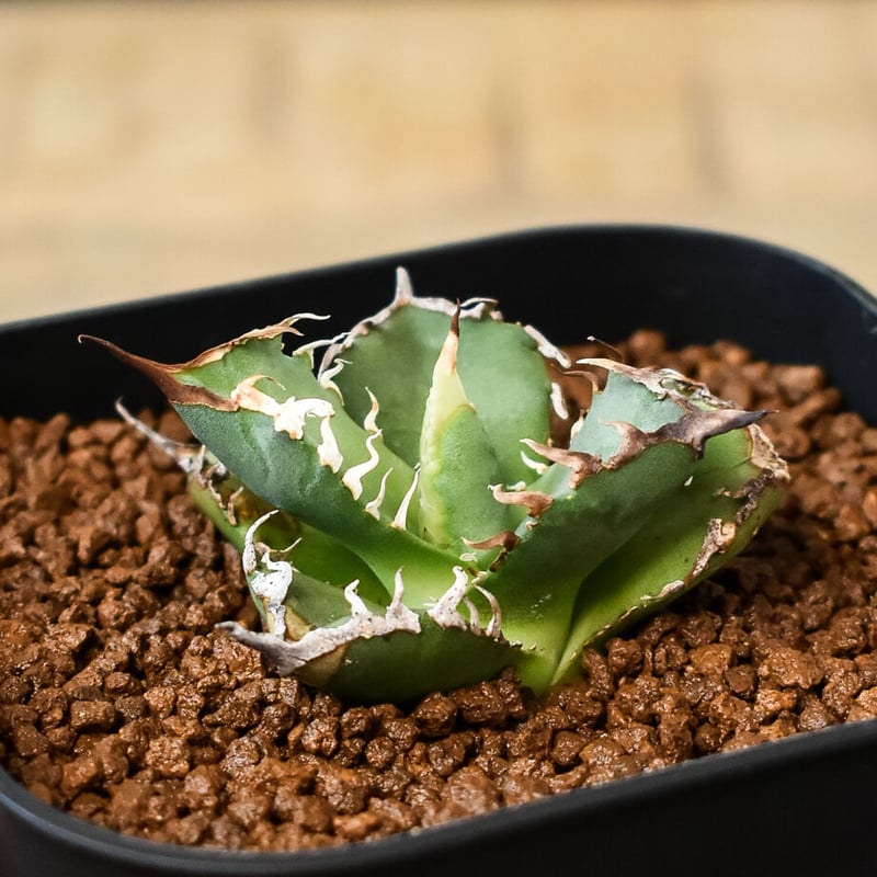 アガベ チタノタ 