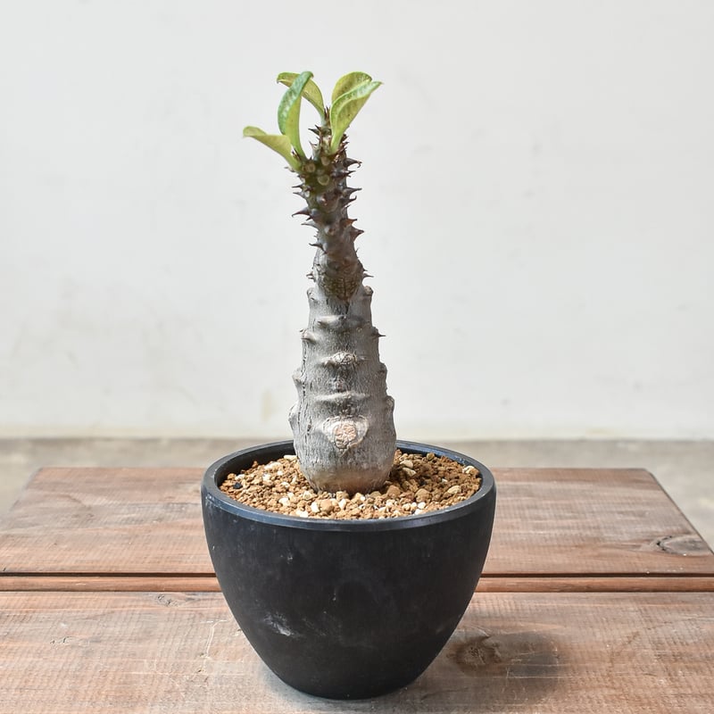 パキポディウム ウィンゾリー 【実生】GM2402214 | RAFLUM / ラフラム