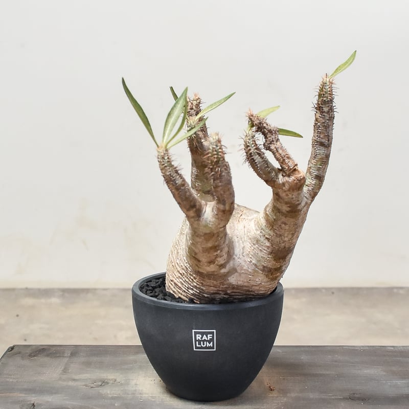 パキポディウム グラキリス (発根済み) RF231207 | RAFLUM / ラフラム｜