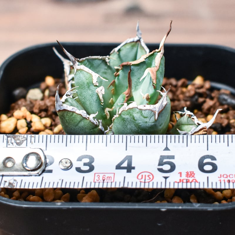 アガベ チタノタ 