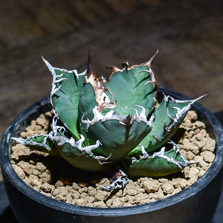 アガベ チタノタ シーザー (発根済み) RF22676 | RAFLUM / ラフラム｜東