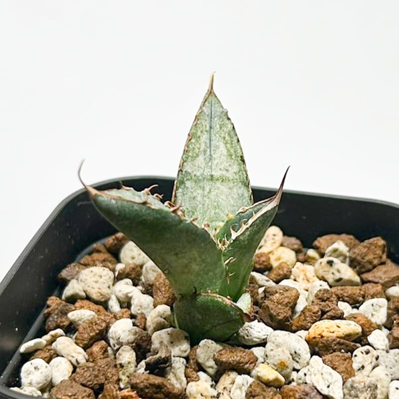 アガベ チタノタ 