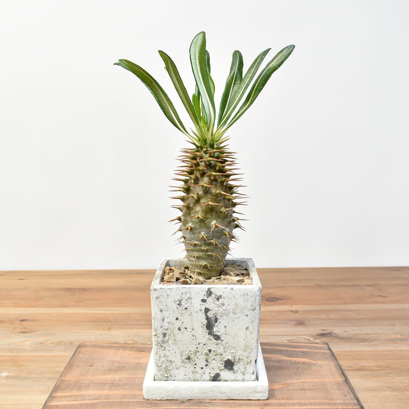 パキポディウム アンボンゲンセ【実生】RFHK25011165(T) | RAFLUM / ラ