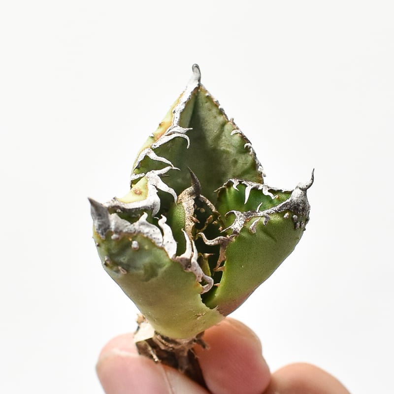 アガベ チタノタ 麻花龍 【台湾 berlin産/子株/抜き苗】D BE2402603(T)