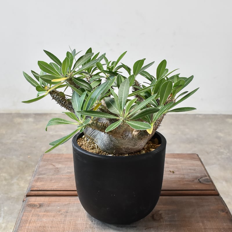 パキポディウム マカイエンセ 【現地球/発根済み】HK2409028(T