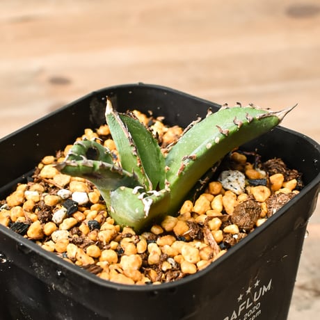 アガベ麻花龍 | STORES