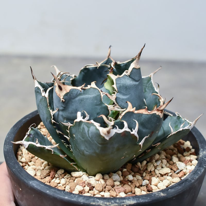 アガベ チタノタ 