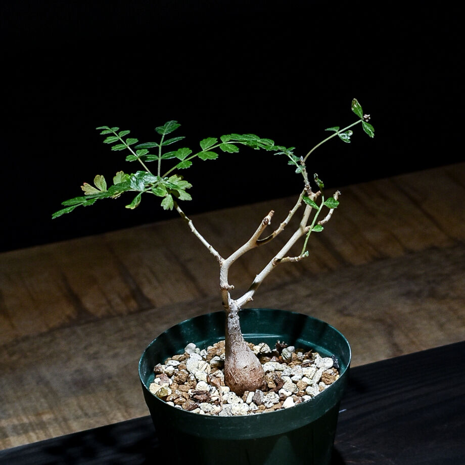 パキコルムス ディスカラー 