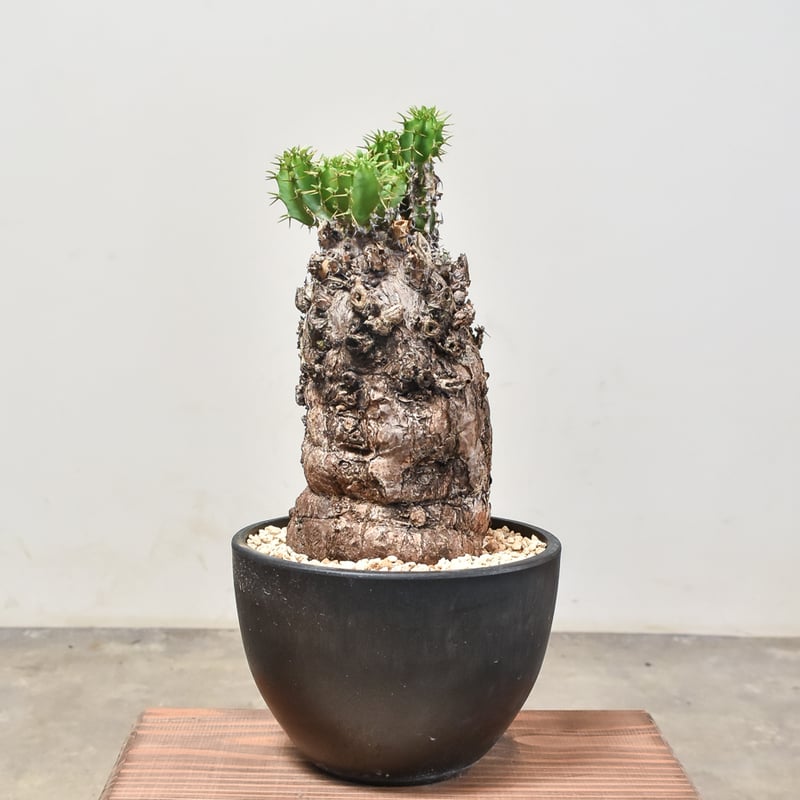 ユーフォルビア ムランジーナ 発根済 ムランジーナ発根済みです