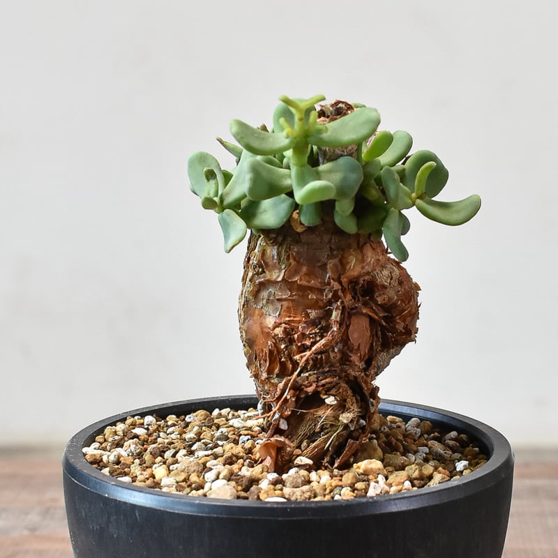 ケラリア ピグマエア 【発根済】H GM2402437(T) | RAFLUM / ラフラム｜